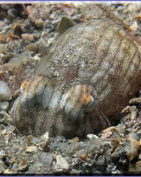 Lined Dumpling Squid at Camp Cove