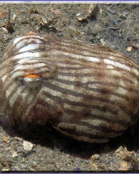 Lined Dumpling Squid2 at Camp Cove