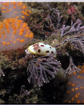 61104 Nudibranch at Bare Island