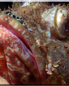 61104 Scorpionfish at Bare Island