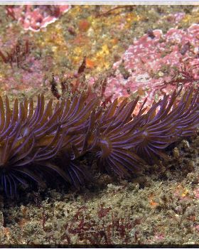 61104 Long Nudi at Bare Island
