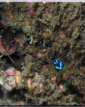 Two for One at Kurnell