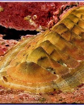 Chiton at Bondi