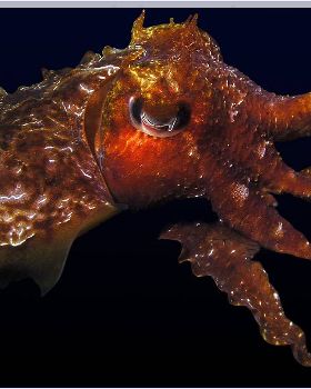 Cuttle at Bondi