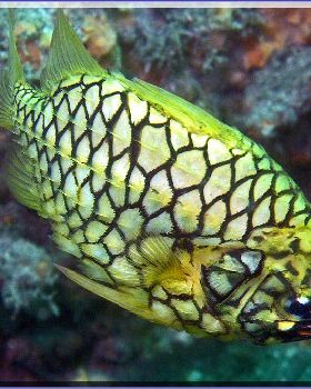 Pineapplefish at Shiprock