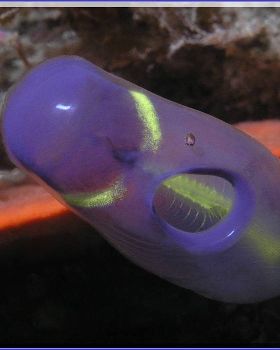 Ascidian close-up at Kurnell