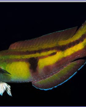 Senator Wrasse at Kurnell