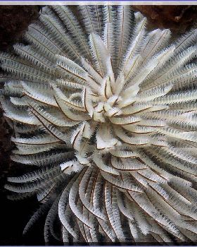 Blossoming Tubeworm at Bare Island