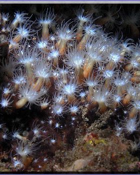 Tiny Anenomes at Bare Island