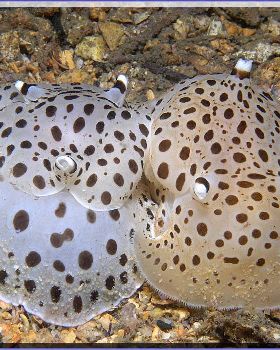 Moon Faced Euselenops at Camp Cove