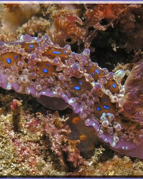 250904 Nudi at Kurnell