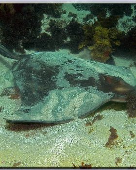 Eagle Ray at Long Bay