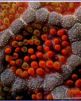 Same Seastar at Long Bay