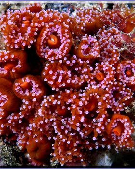 Bunch of Anenomes at Bass Point