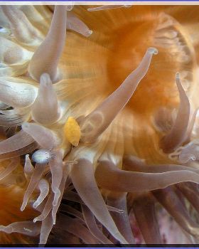 Anenomes and Critters at Bare Island