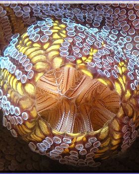 Ascidian Close-up at Kurnell