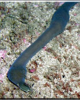 Strange Worm at Bare Island