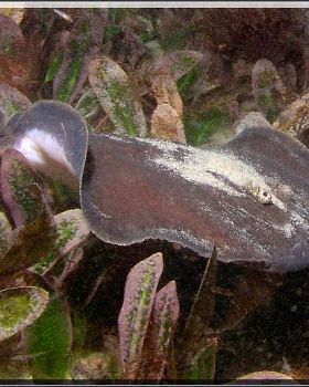 Baby Numbfish at Yarra Bay