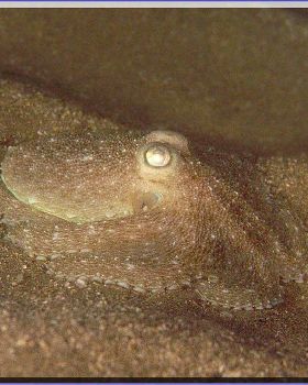 Octopus Berrima at BB Container Wall