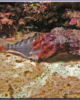 Cuttlefish feeding at Bare Island