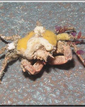 Decorator Crab at Bare Island