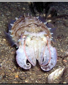 Beautiful Cuttle at Bare Island