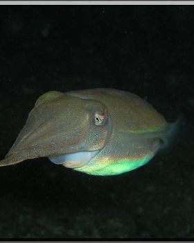 Night ime Cuttle at Bare Island