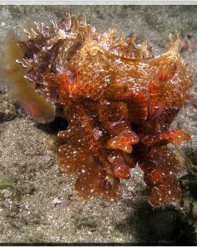 Angry Cuttle at Bare Island