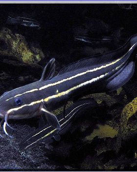 Catfish at Bare Island