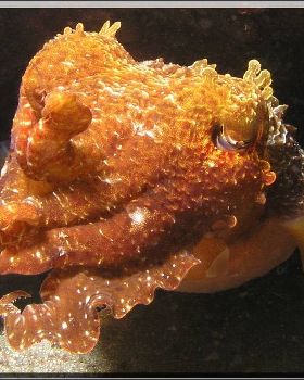 Another Nite Cuttle at Bare Island