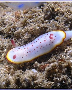 Macro at Kurnell