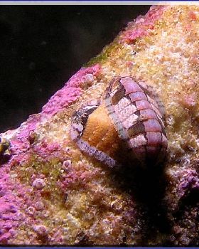 Anenome at Kurnell