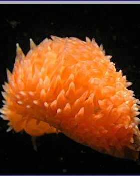 Anenome at Kurnell