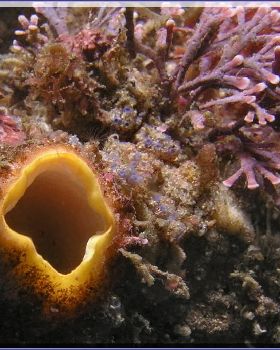 Anenome at Kurnell