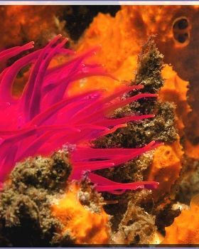 Anenome at Kurnell