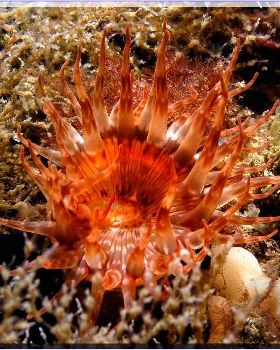 Anenome at Kurnell