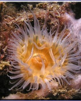 Anenome at Kurnell