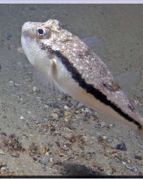 Closer Scorpionfish at Bare Island