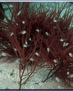 Closer Scorpionfish at Bare Island