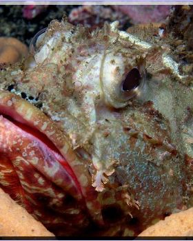 Closer Scorpionfish at Bare Island