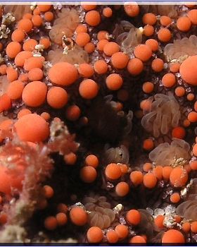 Seastar close-up at Bare Island