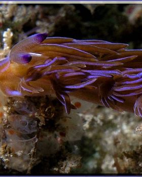 Nudi at Kurnell