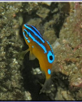 Juvenile Palma at Kurnell