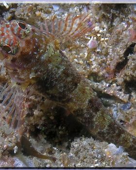 Two Spot Goby at Kurnell