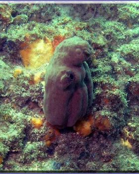 Rae Koala Sponge at Shiprock