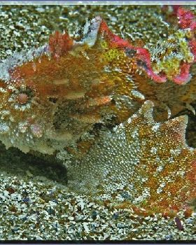Anglerfish at Kurnell