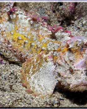 Anglerfish at Kurnell