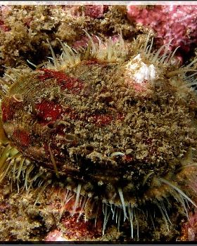 Live Abalone at Bare Island