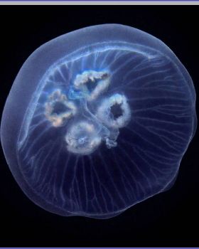 Jellyfish at Bare Island