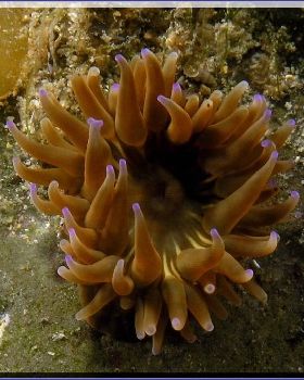 Anenome at Bare Island